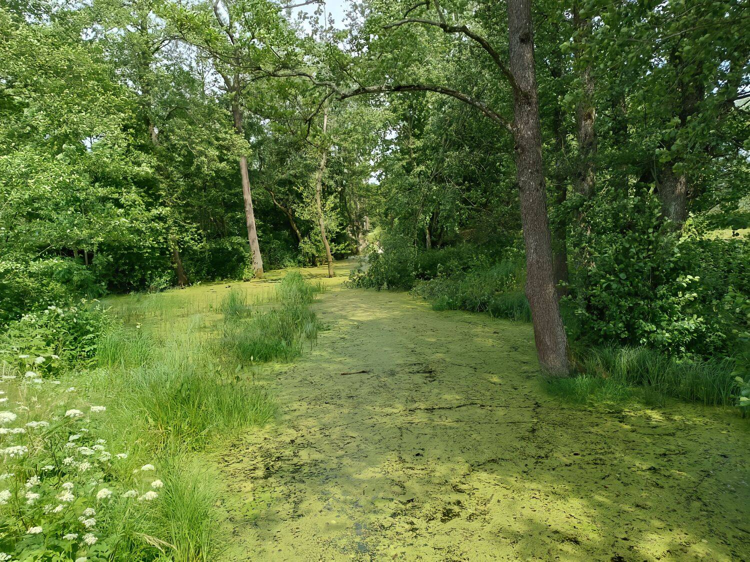 Photo #13640704