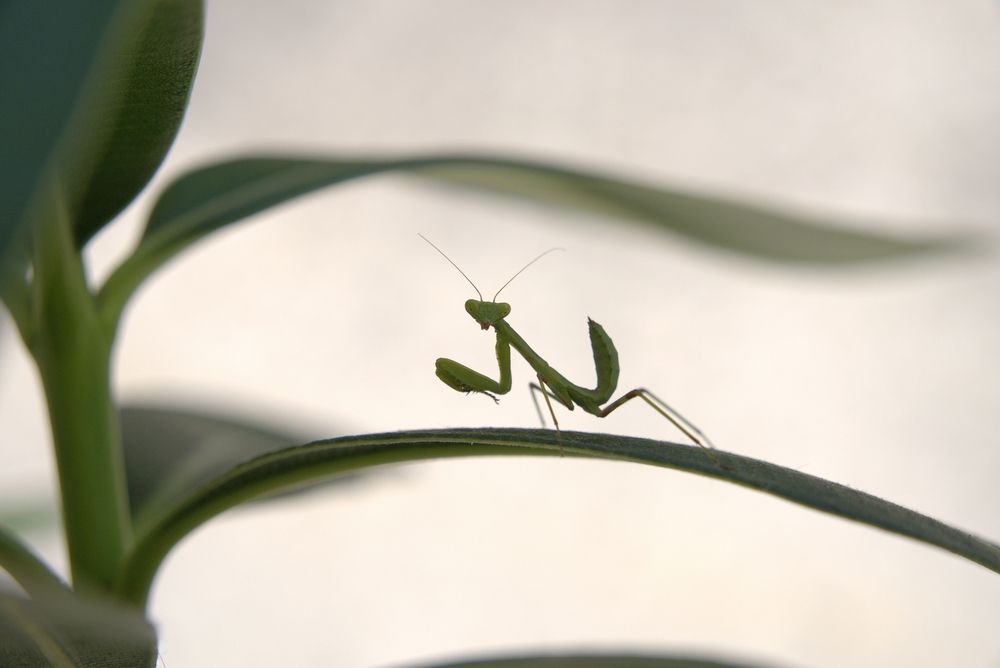 Photograph by Михаил Косолапов