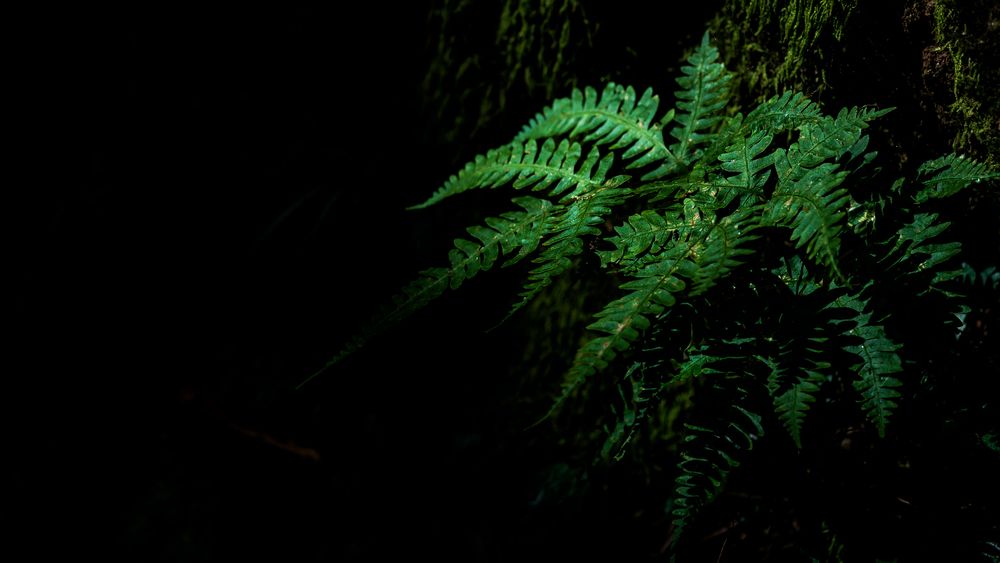 Photograph by ARANYA KAR