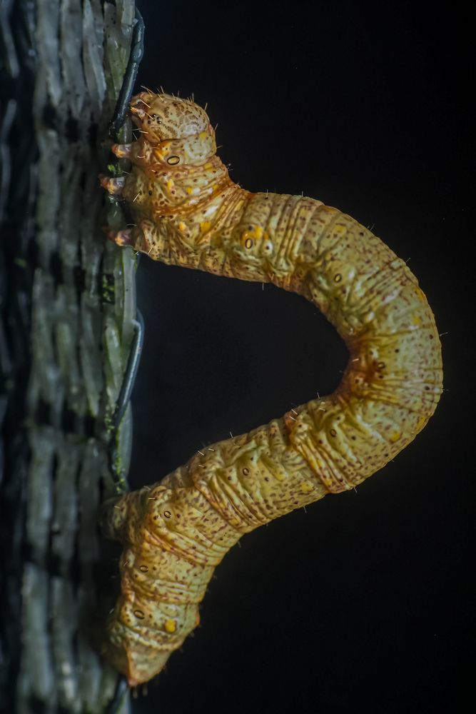 Macro insect