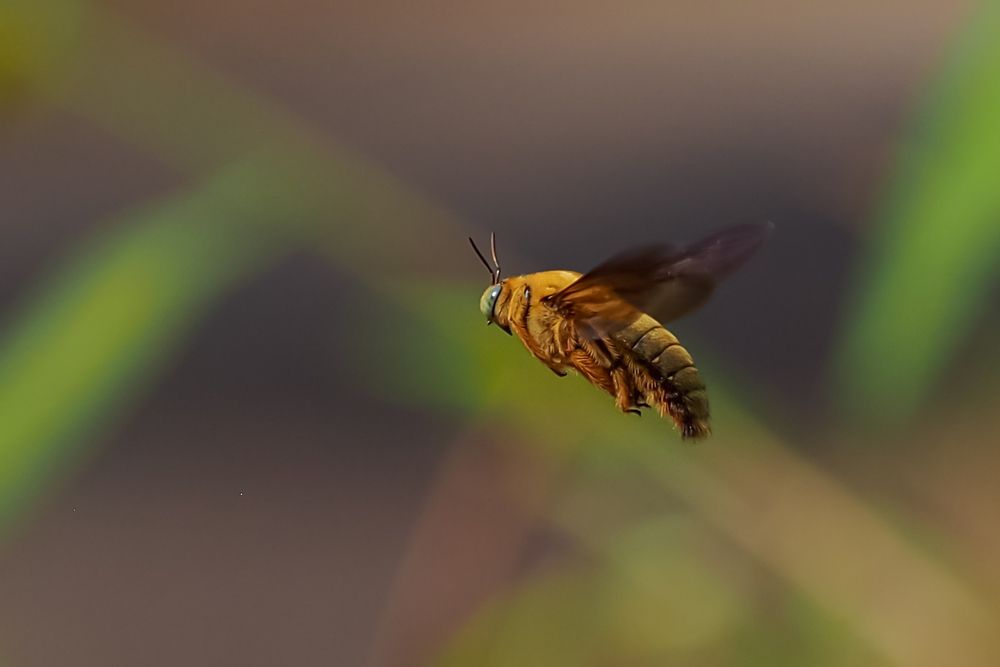 Macro freezing insect