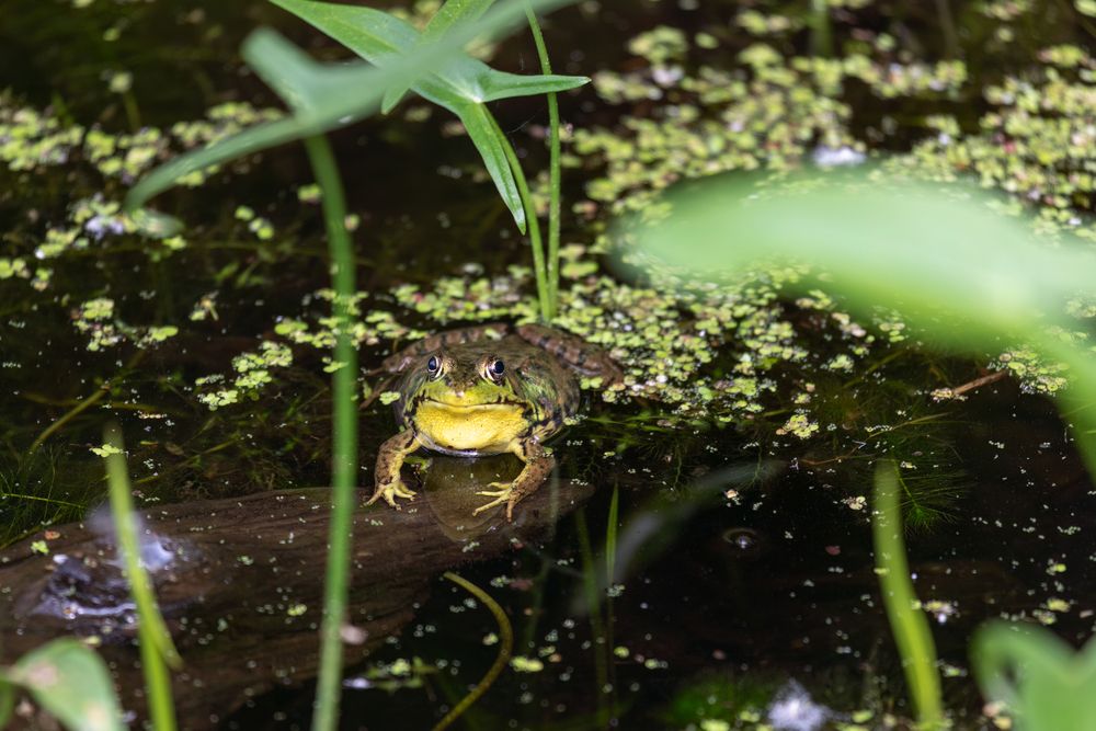 The frog