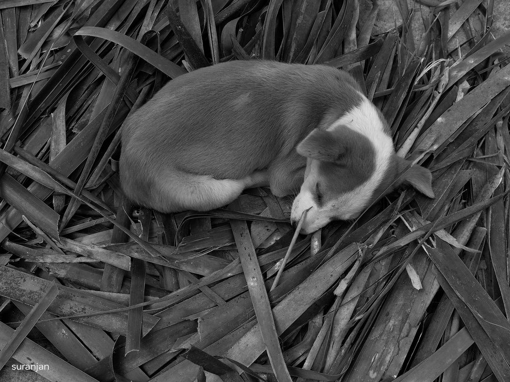 Photograph by Suranjan