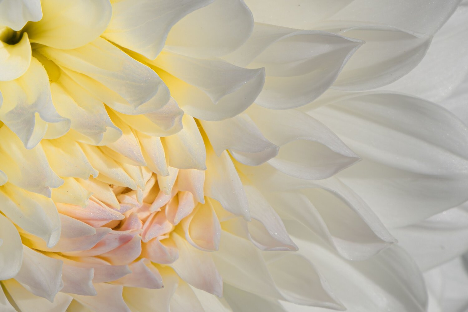 Dahlia