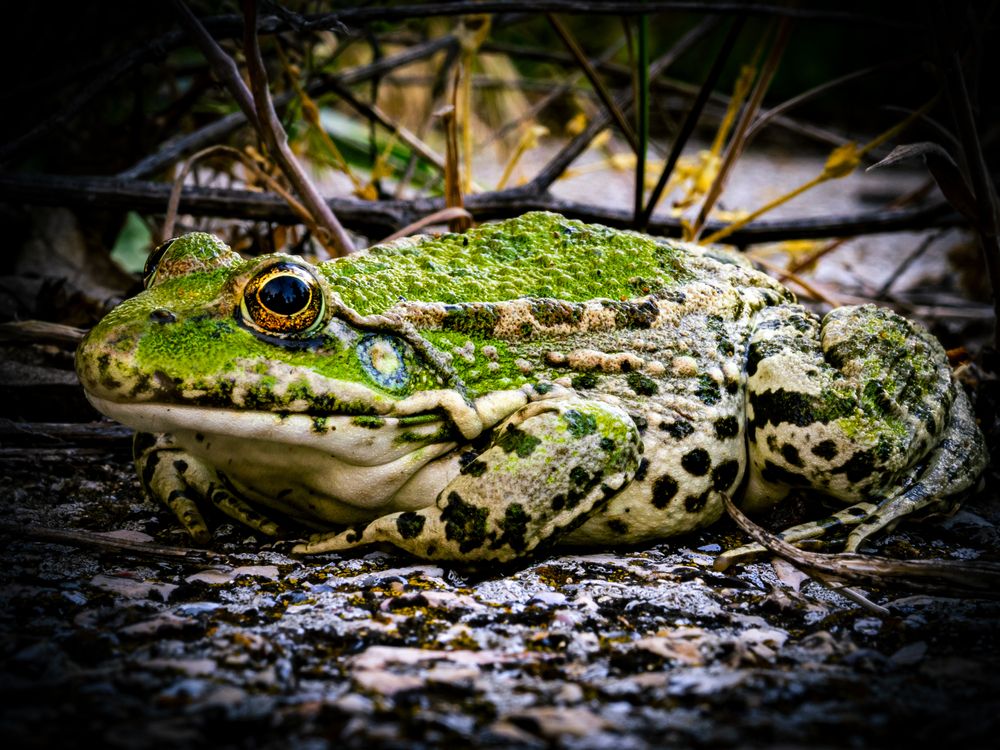 Photograph by Roman Sotnikov