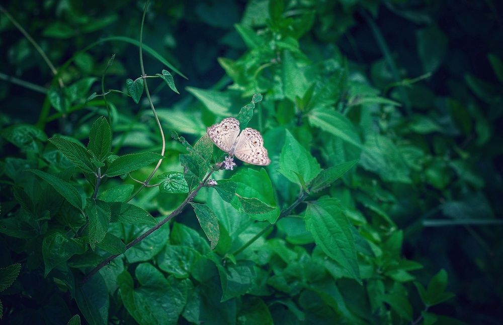 Photograph by Tanvir ahmed patwary