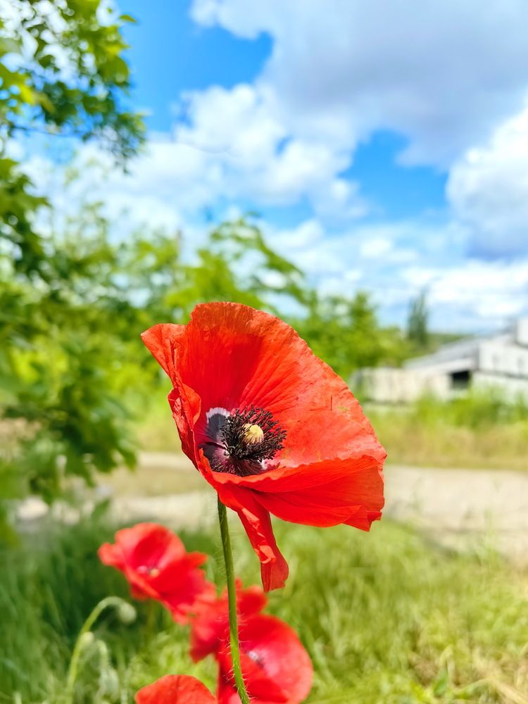 Мак