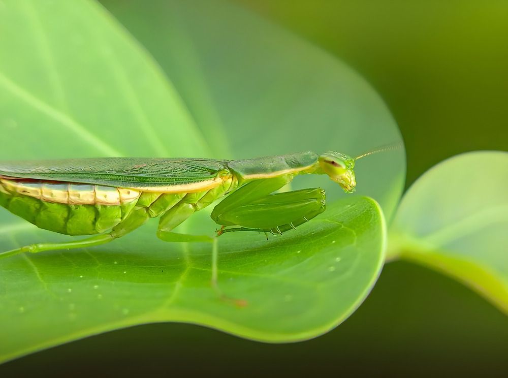 Photograph by Srestha Mandal