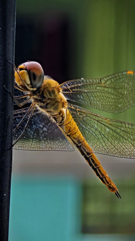 Golden Sentinel: Unveiling the Delicate Architecture of Nature\'s Flight