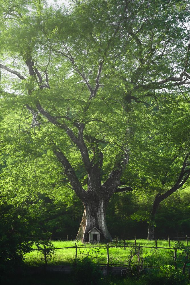 Photograph by Taketo Kazuho