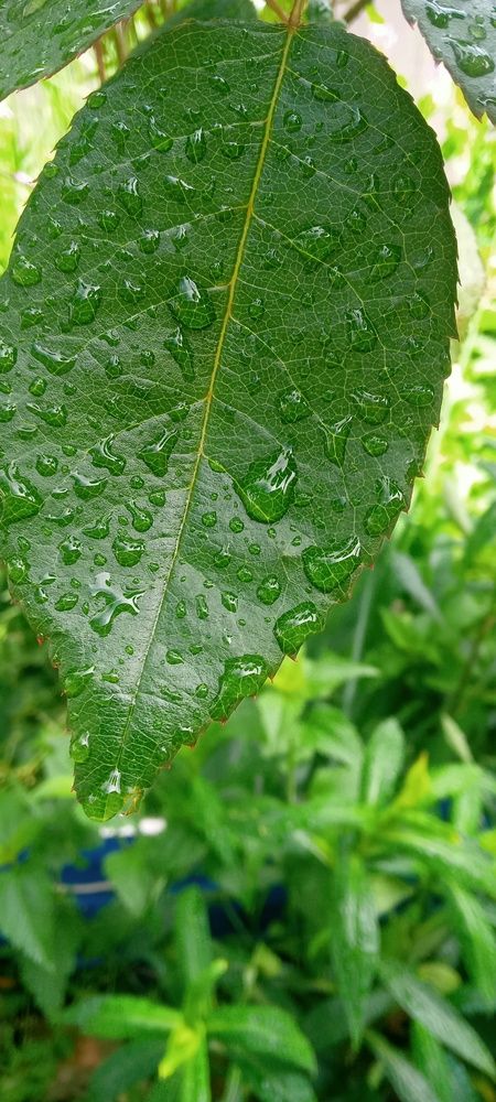 Photograph by Ирина Рягузова