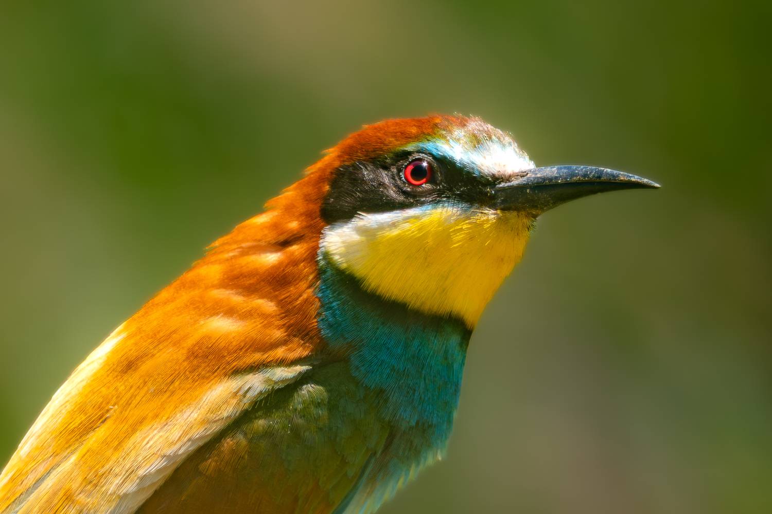 European Bee-Eater Portrait