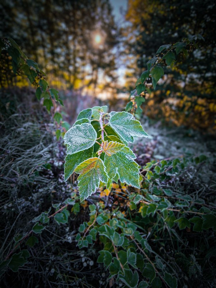 Photograph by Александр Хухлов