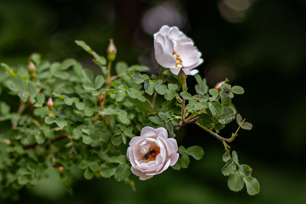 Photograph by Nadezhda Khrustaleva