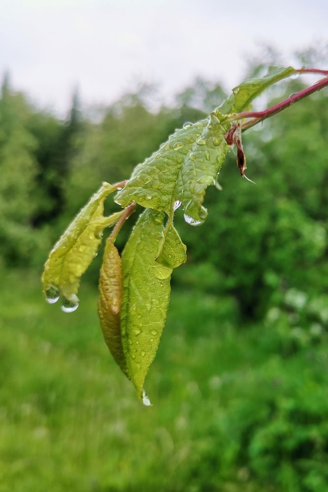 Photograph by Ирина Садовникова