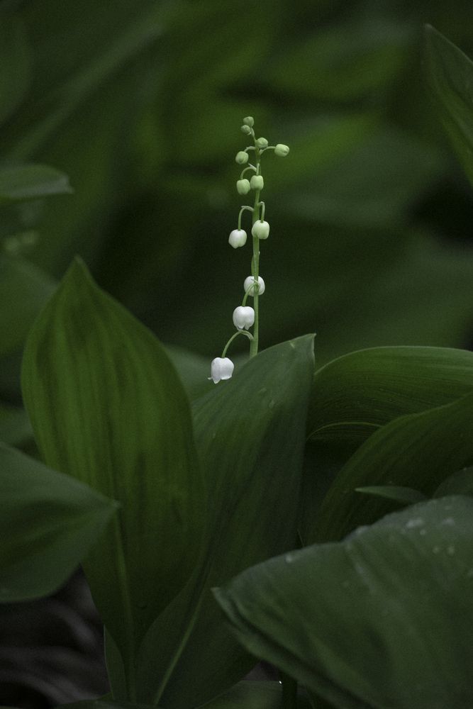 Photograph by Елена Неведицына