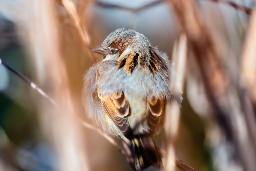 Домовый воробей (Passer domesticus)