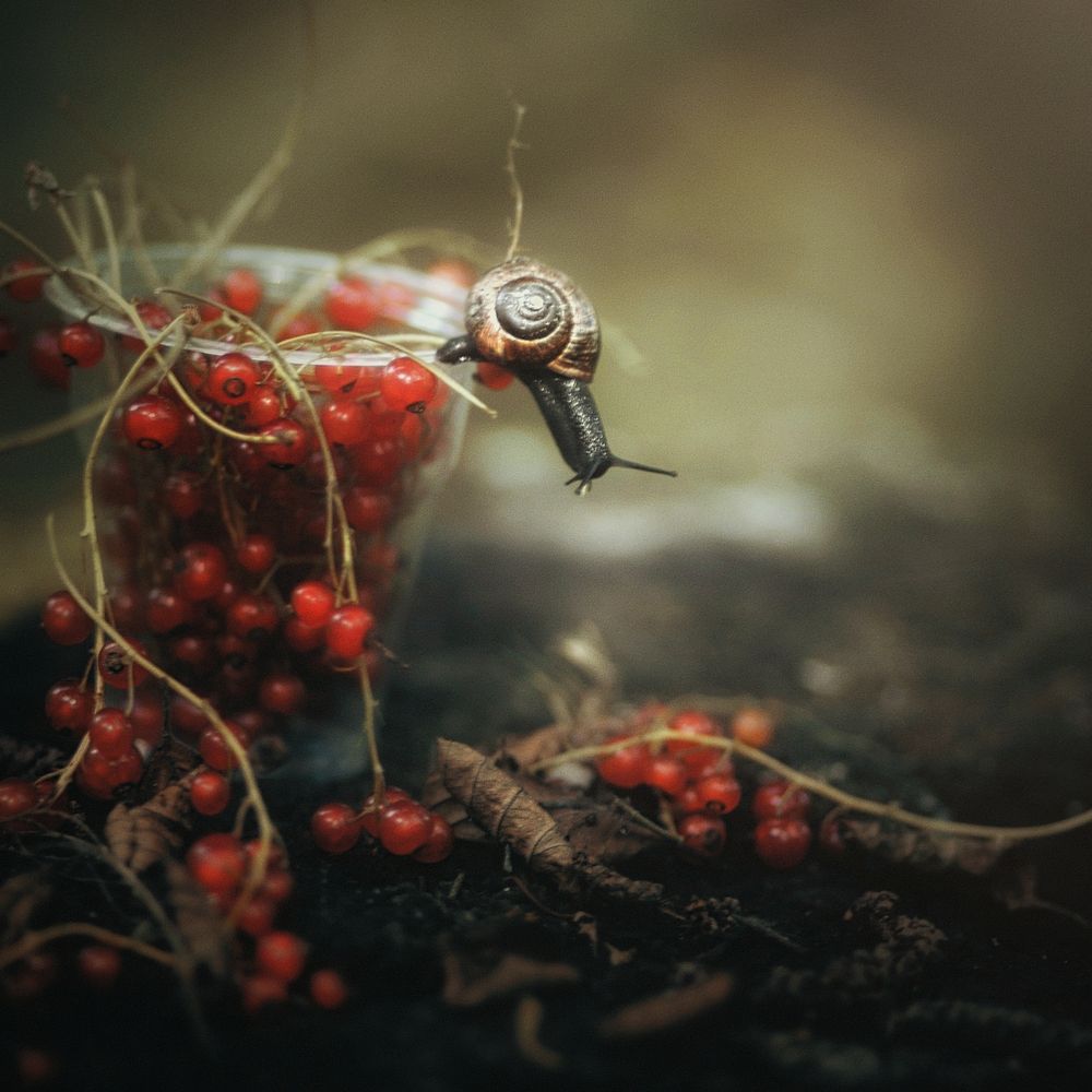 Фотография автора Татьяна Максакова