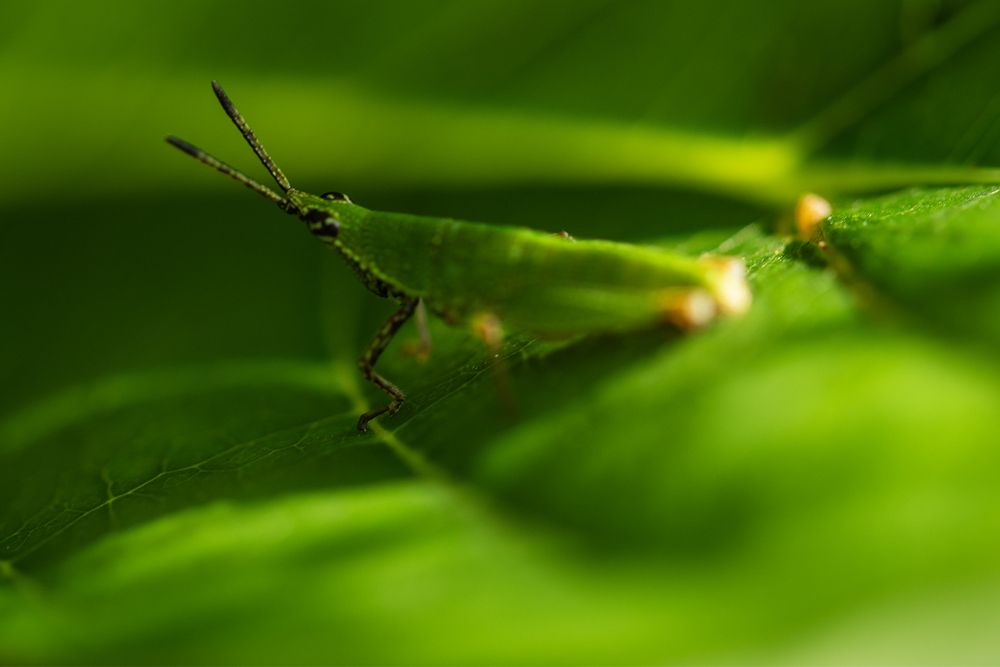 Photograph by Md Ahidul Hasan