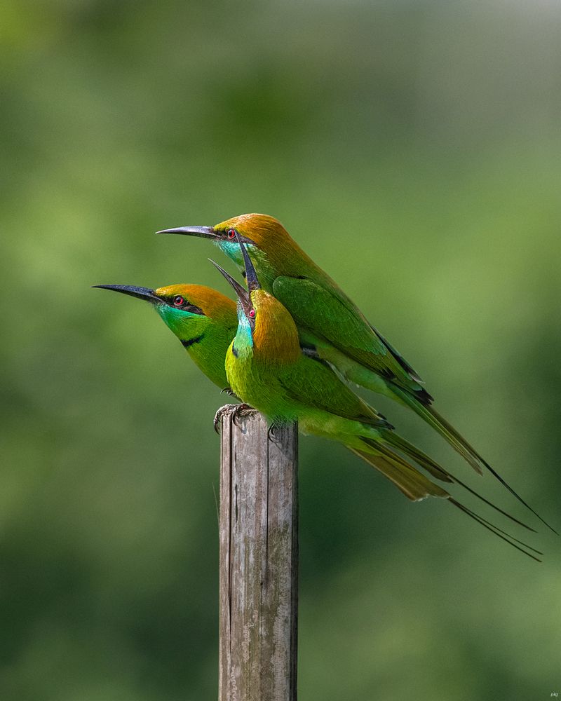 Photograph by Prabhat Ghosh