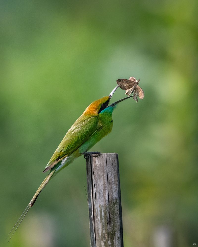 Photograph by Prabhat Ghosh