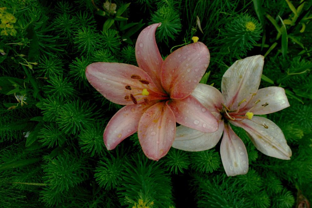Lilies