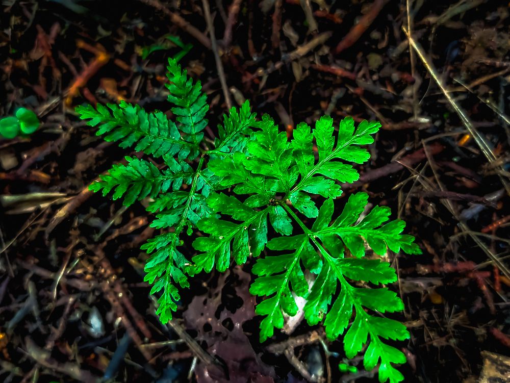 Photograph by SHRIYAKSHI