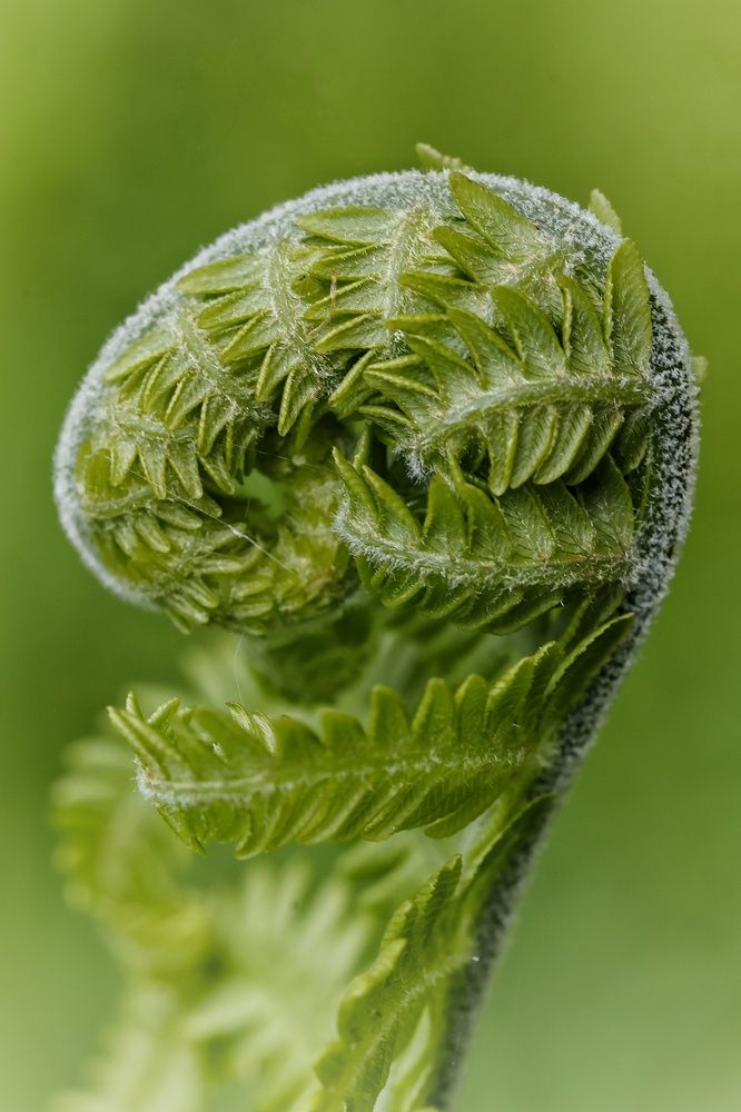 Photograph by Микрокосмос Владимир