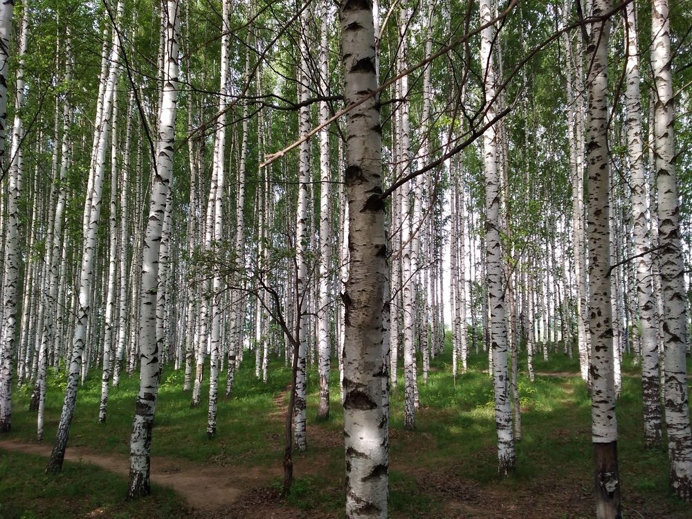 Photograph by Людмила Новосёлова