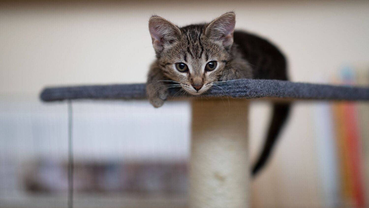 Photo #13643947