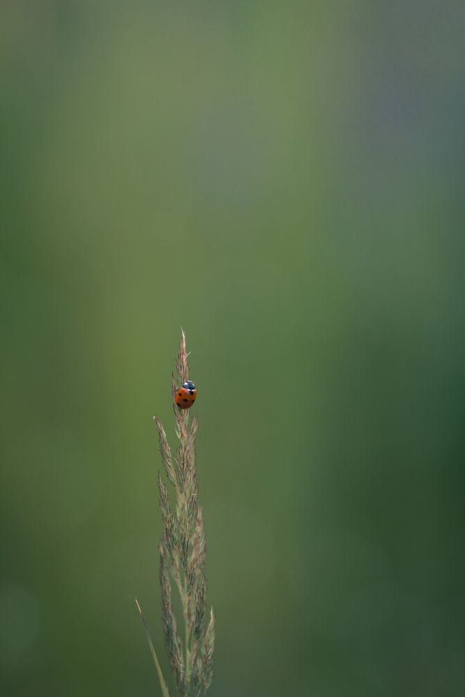 Photograph by Roman Savitskiy