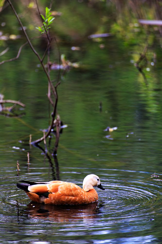 Photo #13644040