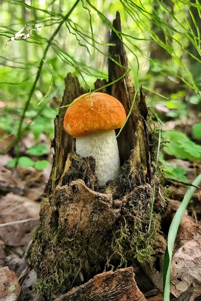 Photograph by Светлана Кустова