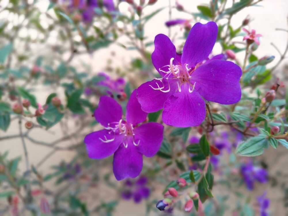 Photograph by Shwetha