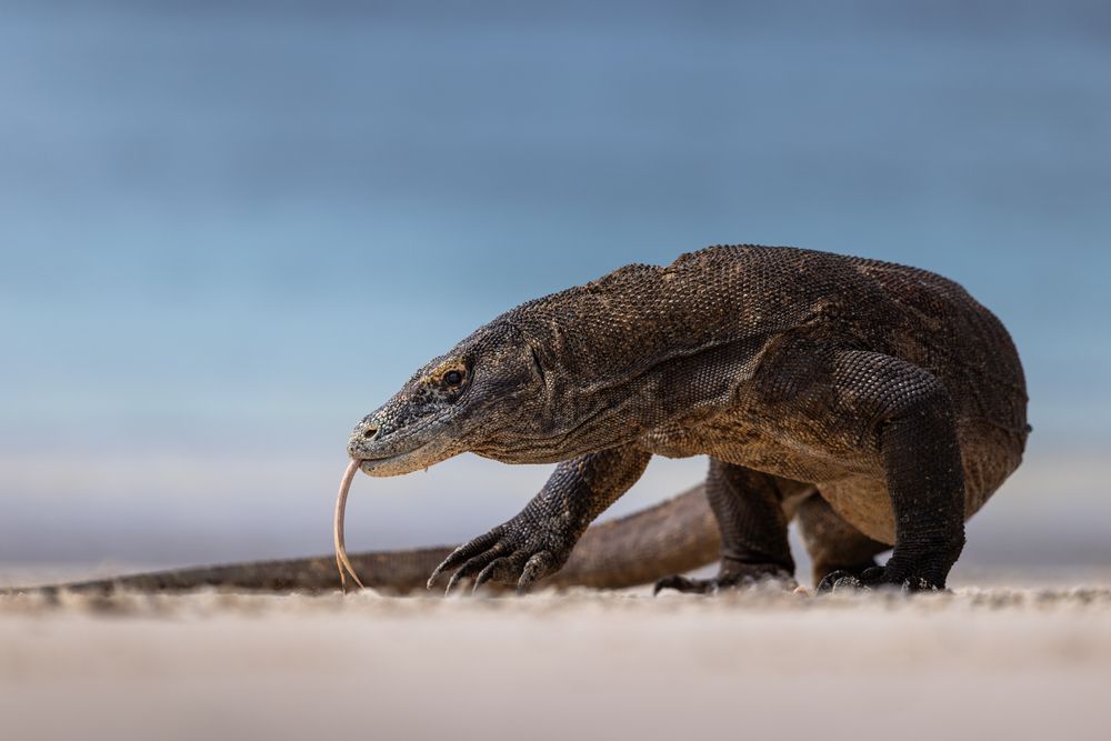The Dragon of Komodo