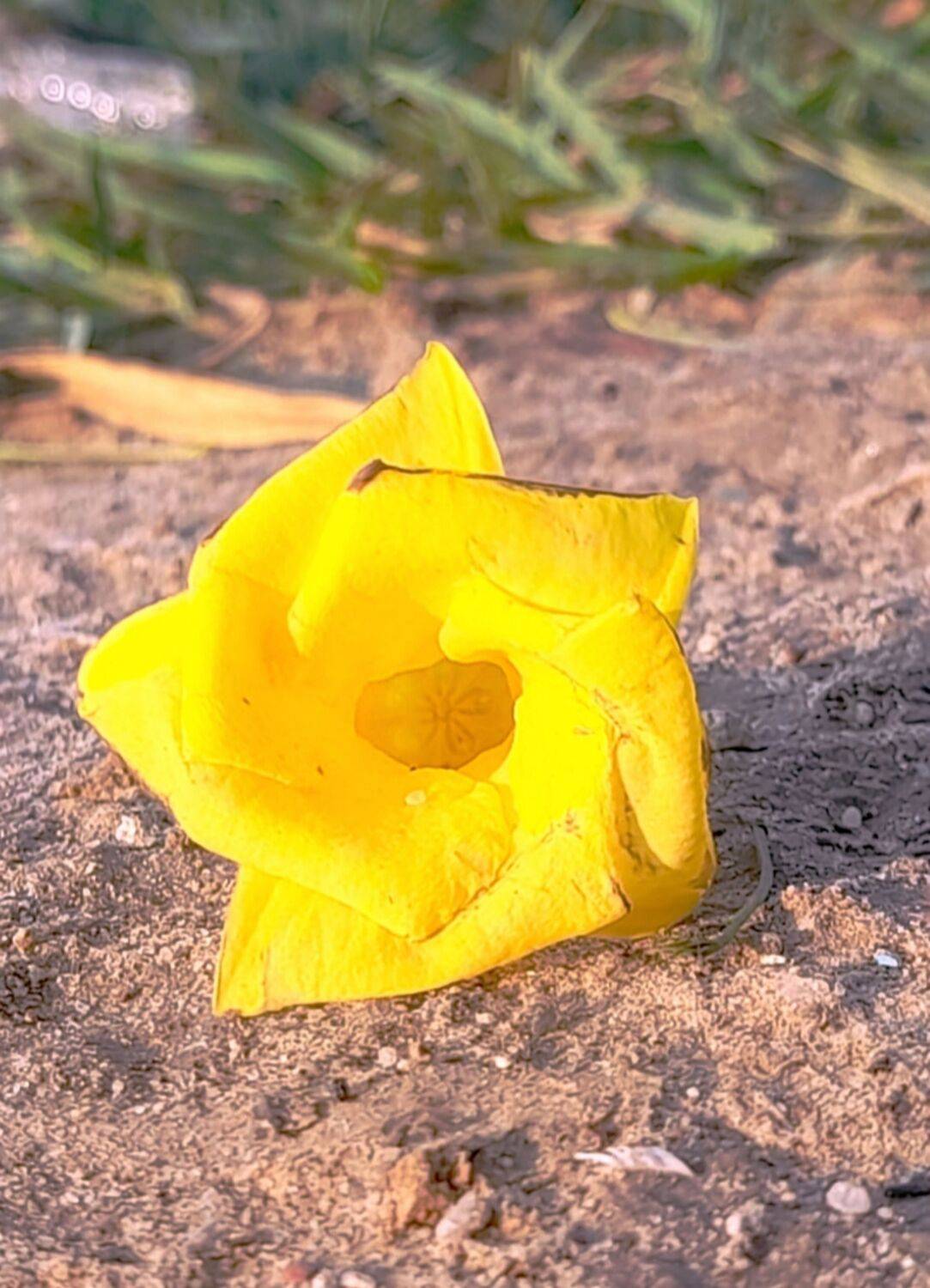 Fallen gold