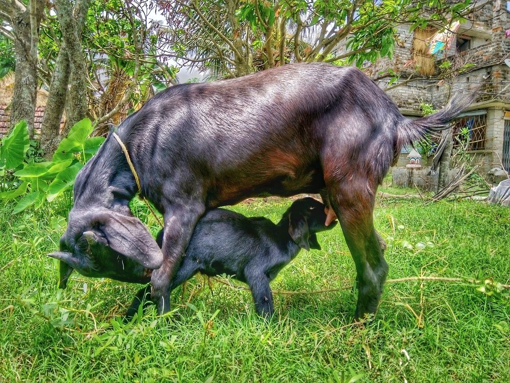 Mother\\\'s love
