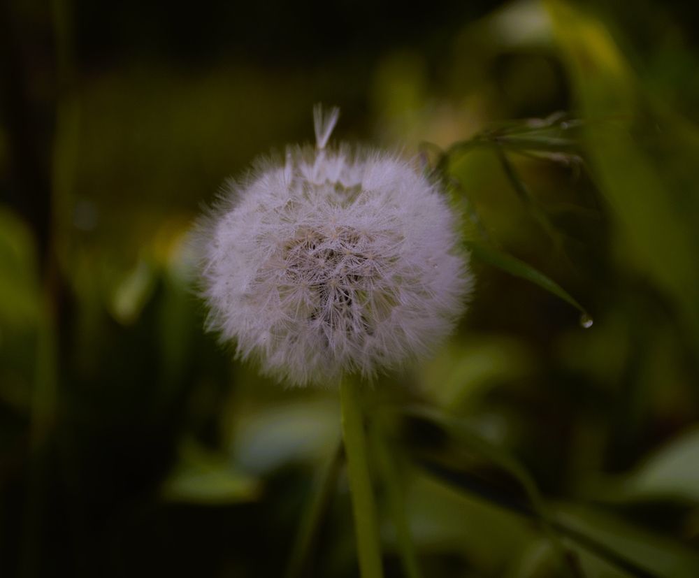 Photograph by Сергей Мамалюк