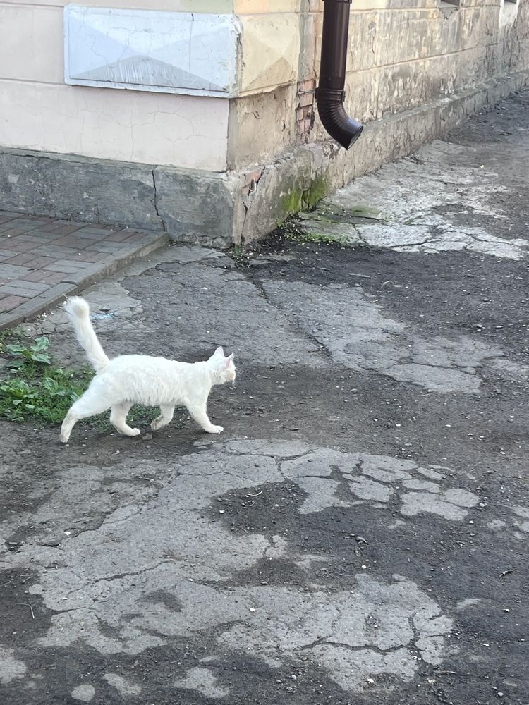 Photograph by Ангелина Гребенщенко