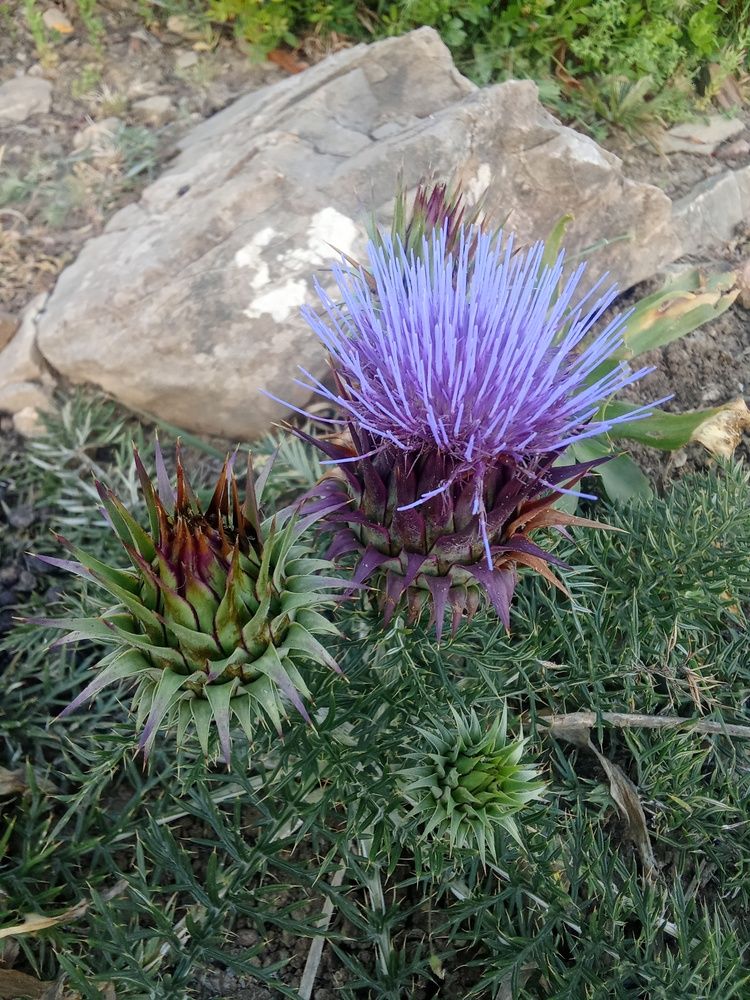 Photo #13645014