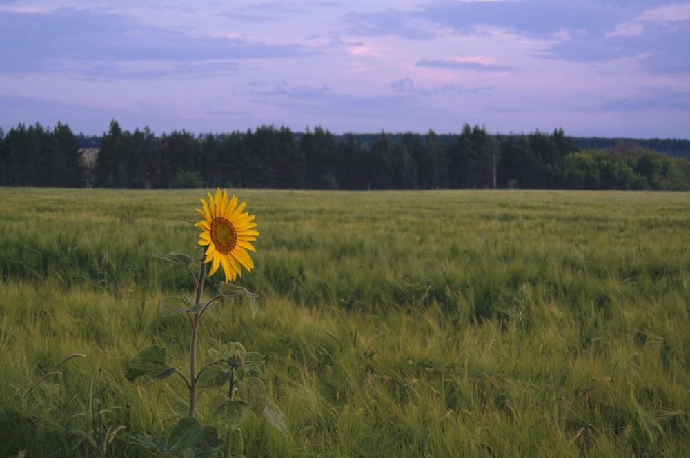 Photograph by Шамина Вера