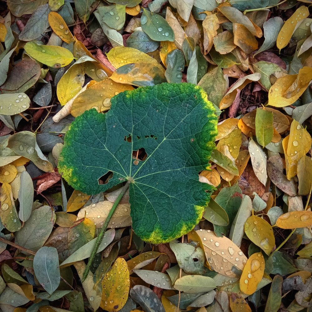 Photograph by Светлана Ищенко