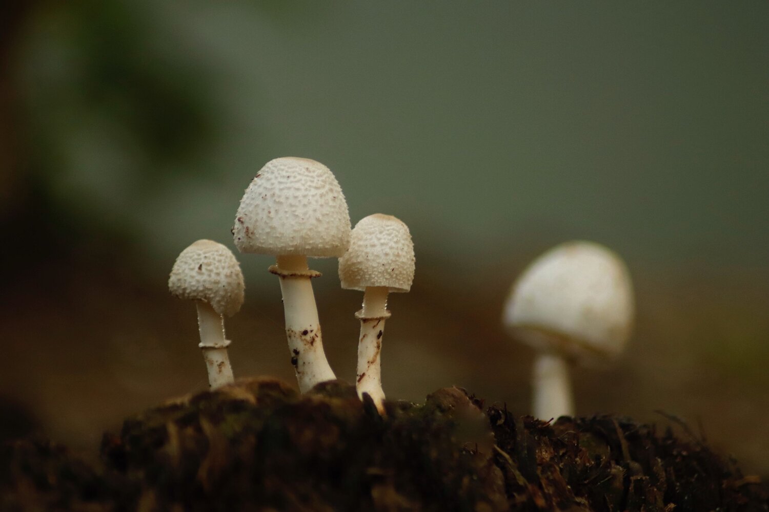 Photo #13645237