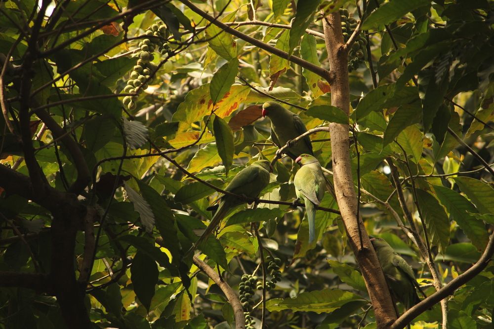 Green parrots in green leaf.