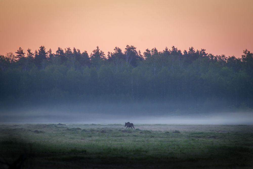 Photograph by Дмитрий Черепков