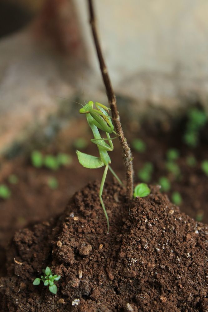 Indian Mantis