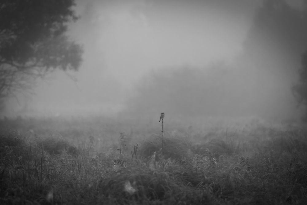 Photograph by Дмитрий Черепков