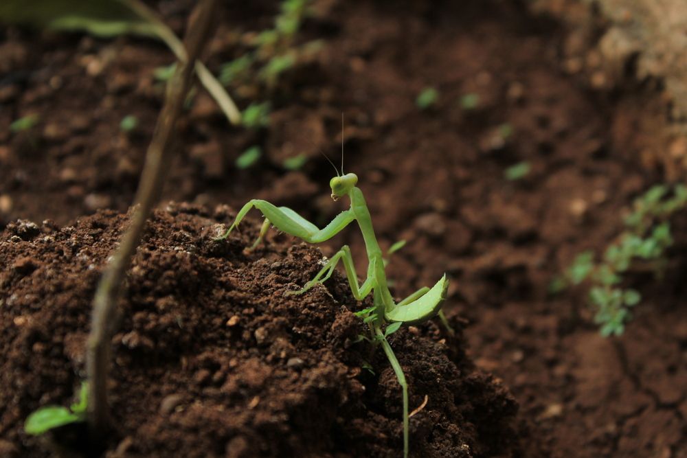 Indian Mantis