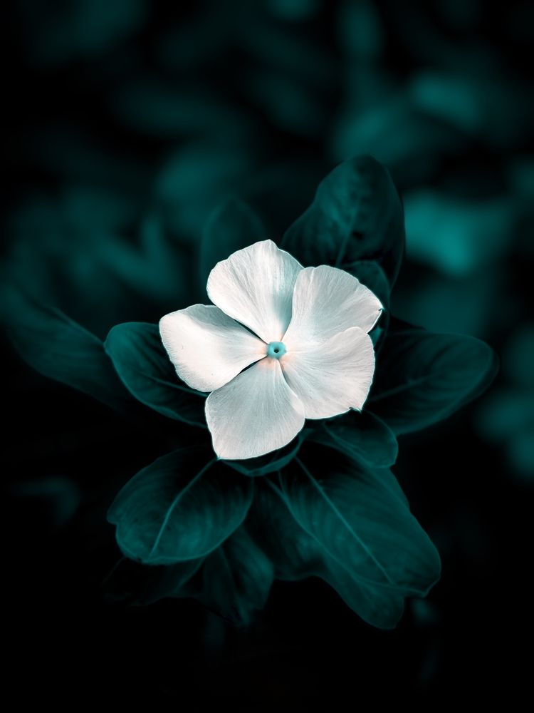Фотография автора Sudeep Chettri