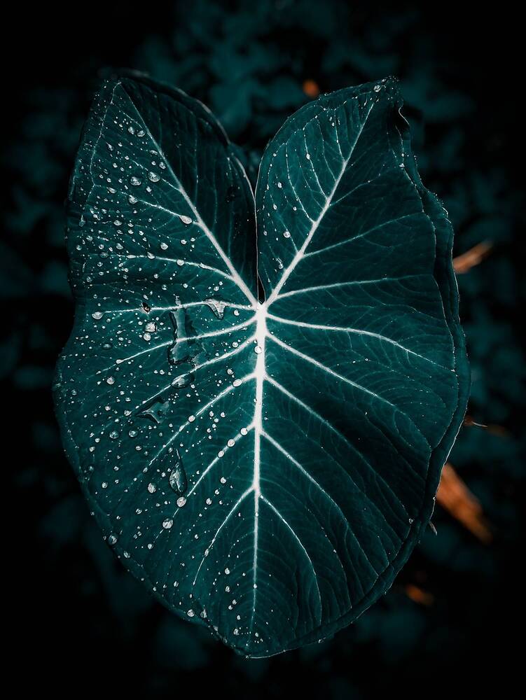 Фотография автора Sudeep Chettri